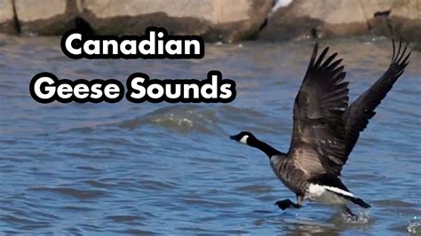 canada goose bird sounds